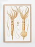 squid scientific illustration